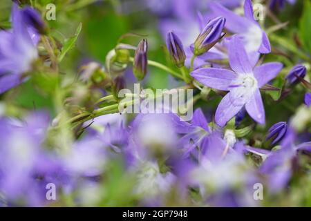 bellflower à crête (Campanula poscharskyana) Banque D'Images