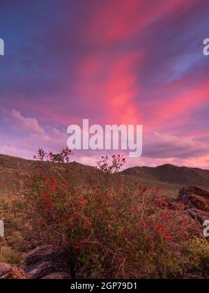 Coucher de soleil, montagnes de Tortolita, Marana, près de Tucson, Arizona. Banque D'Images