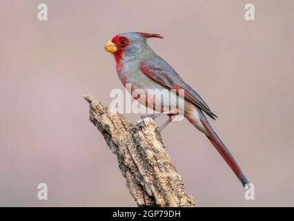 Pyrrrhinoxia, Marana, près de Tucson, Arizona. Banque D'Images