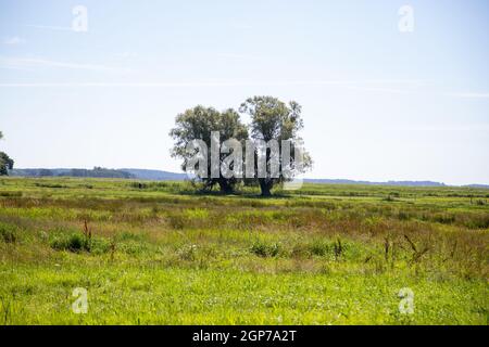 deux arbres isolés se trouvent dans un champ en été. Banque D'Images