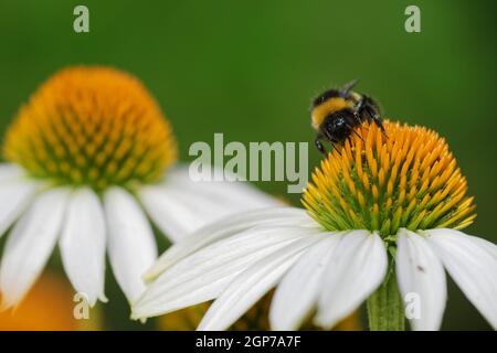 Bumblebee à queue de chamois (Bombus terrestris) collectant du pollen sur le confleur (Echinacea purpurea) Banque D'Images