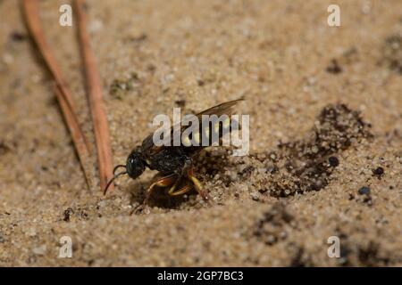 Wasp (Oxybelus argentatus) pour creuseur sympatrique à petite échelle (Oxybelus argentatus) Banque D'Images