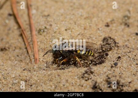 Wasp (Oxybelus argentatus) pour creuseur sympatrique à petite échelle (Oxybelus argentatus) Banque D'Images