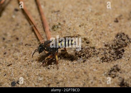 Wasp (Oxybelus argentatus) pour creuseur sympatrique à petite échelle (Oxybelus argentatus) Banque D'Images