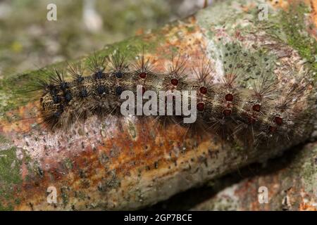 Spongieuse (Lymantria dispar), chenille Banque D'Images