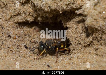 Guêpe sympatrique à petite échelle (Oxybelus argentatus), entrée de nid Banque D'Images