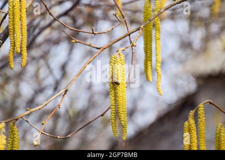 La pollinisation par les abeilles boucles d'noisette. La floraison hazel noisette. Les chatons de noisetier sur les branches Banque D'Images