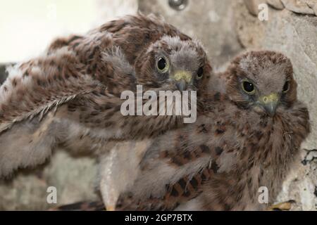 Kestrel commun (Falco tinnunculus), juvéniles Banque D'Images