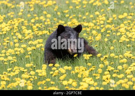 Pissenlit (Ursus americanus), parc national Forillon, Québec, Canada Banque D'Images