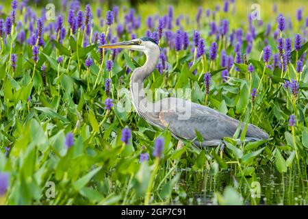 Grand héron chasse aux fleurs et au brochet, Ardea herodius et (Pontederia cordata), Parc national de la Mauricie, Québec, Canada Banque D'Images