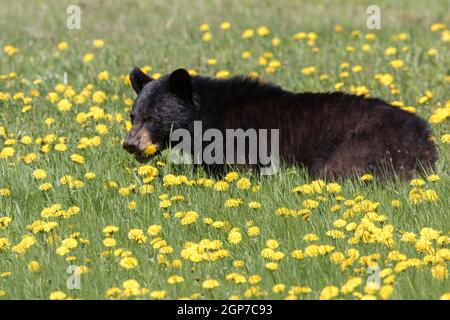 Pissenlit (Ursus americanus), parc national Forillon, Québec, Canada Banque D'Images