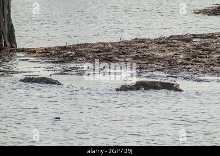 Crocodiles crocodylus palustris dans le parc national d'Uda Walawe, au Sri Lanka Banque D'Images