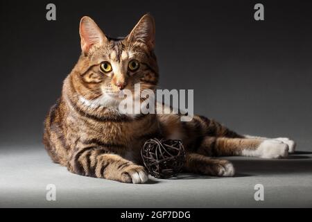 Tabby gris-rouge tacheté Kurilian Bobtail chat gros plan sur un arrière-plan gris à l'intérieur du studio Banque D'Images