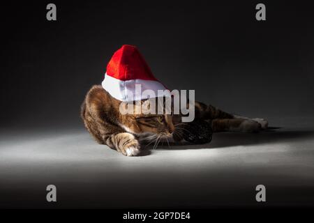 Tabby gris-rouge à pois Kurilian Bobtail chat dans chapeau de noël dans spot lumineux sur fond gris à l'intérieur du studio Banque D'Images