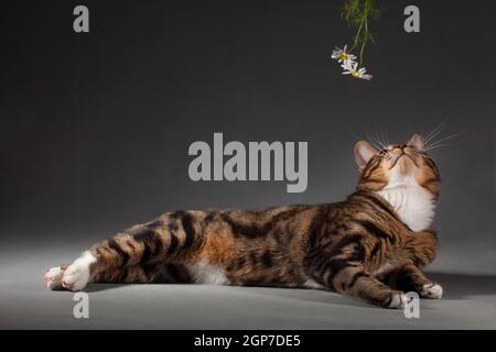 Tabby gris-rouge tacheté Kurilian Bobtail chat regardant vers le haut à la camomille sur fond gris à l'intérieur du studio Banque D'Images