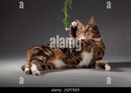 Tabby gris-rouge tacheté chat Kurilian Bobtail jouant avec la camomille sur un arrière-plan gris à l'intérieur du studio Banque D'Images