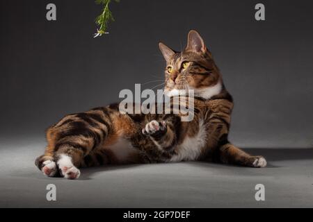 Tabby gris-rouge tacheté chat Kurilian Bobtail chassant une camomille sur un arrière-plan gris à l'intérieur du studio Banque D'Images