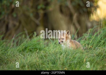 renard roux (Vulpes vulpes) explorant de la den Banque D'Images