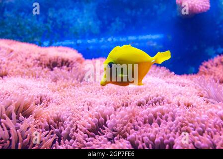 Tang jaune poisson, l'un des poissons les plus populaires dans l'aquaculture, poissons tropicaux d'Hawaï. Banque D'Images