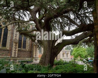 St Albans, Hertfordshire, Angleterre, septembre 21 2021: Cèdre du Liban dans le Sumpter de la cathédrale planté en 1803 par la comtesse Spencer. Banque D'Images