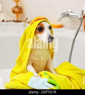 Chien Jack Russell en prenant un bain dans une baignoire Banque D'Images