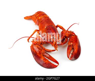 Homard rouge isolé sur fond blanc Banque D'Images