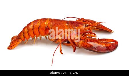 Homard rouge isolé sur fond blanc Banque D'Images