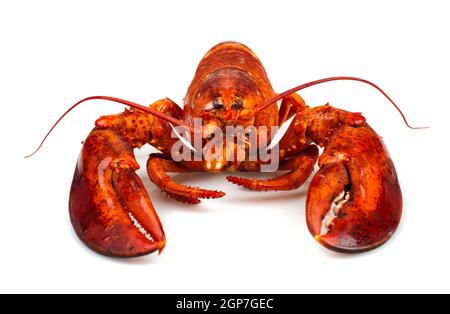 Homard rouge isolé sur fond blanc Banque D'Images