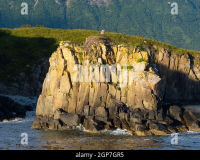 Nid d'aigle à tête blanche, parc national de Katmai, Alaska. Banque D'Images