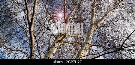 Soleil de printemps Shining à travers la canopée de grands bouleaux. Branches de bouleau le Sunny Day. Le printemps arrive Banque D'Images