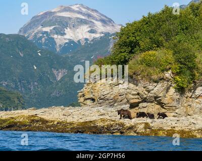 Un ours brun ou grizzli, Kinak Bay, parc national Katmai, Alaska. Banque D'Images