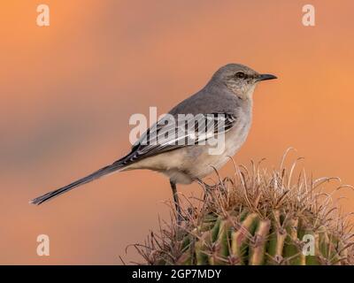 Nord Mockingbird, Marana, près de Tucson, Arizona. Banque D'Images