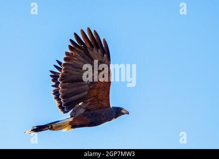 Harris's Hawk, Marana, près de Tucson, Arizona. Banque D'Images