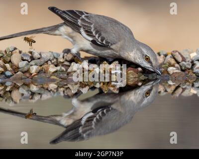 Nord Mockingbird, Marana, près de Tucson, Arizona. Banque D'Images