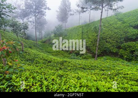 Brume sur les jardins de thé près de Haputale, Sri Lanka Banque D'Images