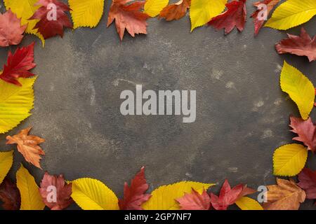 Arrière-plan d'automne, feuilles d'orme et d'érable tombées sur fond vert, vue du dessus, espace de copie Banque D'Images