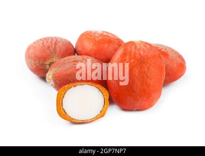 Graines de Cycas revoluta sur fond blanc Banque D'Images