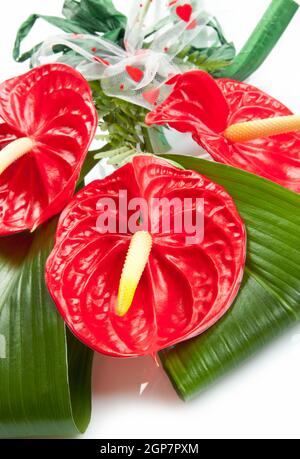 Anthurium rouge Flamingo fleur sur fond blanc Banque D'Images