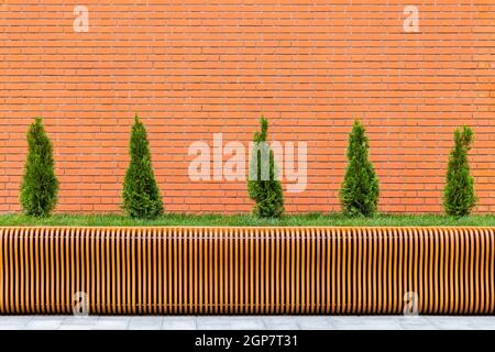 rangée de cinq petits arbres de thuja coniques devant le mur de brique rouge et le banc de contreplaqué paramétrique Banque D'Images
