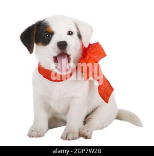 Jack Russell chiots avec cocarde rouge sur fond blanc Banque D'Images