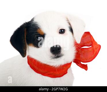 Jack Russell chiots avec cocarde rouge sur fond blanc Banque D'Images