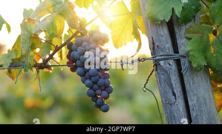 Bouquet de raisins rouges. Coucher de soleil avec soleil en arrière-plan. Les reflets et la lumière chaude indiquent la période de récolte des raisins pour la production de vin. Banque D'Images