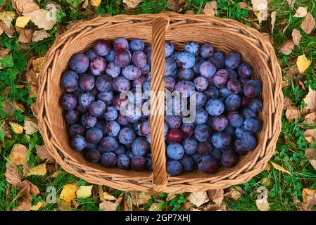 Prunes fraîchement cueillies dans un panier en osier sur l'herbe Banque D'Images