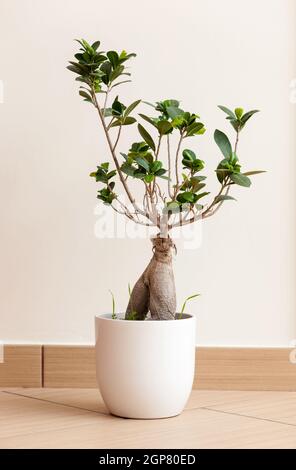 Ginseng Bonsai Ficus retusa ou également connu sous le figuier banyan ou chinois Banque D'Images