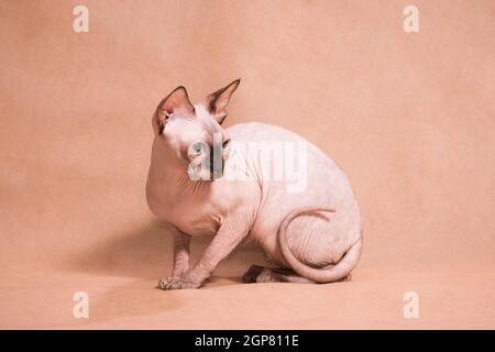 Chat sphynx sans cheveux assis rond courbé sur fond beige dedans studio à l'intérieur Banque D'Images
