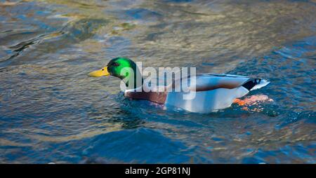 Canard colvert sur le fleuve, Englischer Garten à Munich Banque D'Images