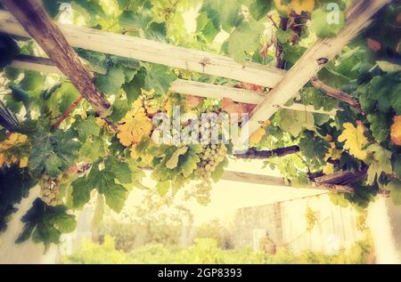 Bouquet de raisin blanc dans le vignoble dans le Musée du Vin de Thira, Santorin, Grèce. Banque D'Images