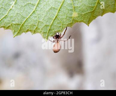 Mizgir. Tarantula araignée. Araignée Araneomorphique araignée le loup Banque D'Images