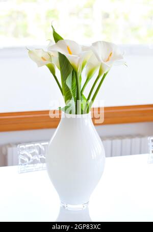 Lily of the Nile (Zantedeschia aethiopica) fleurs dans un vase blanc. La photographie très lumineux. Banque D'Images