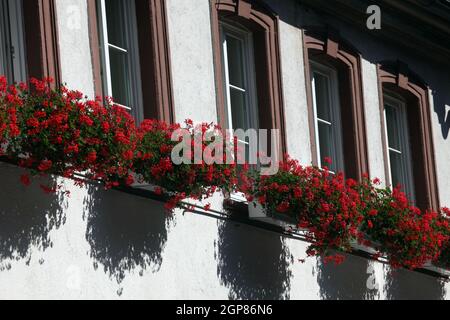 Miltenberg, Bavière, Allemagne. Vieux quartier de la ville, maisons à colombages bien entretenues avec jardinières. Banque D'Images